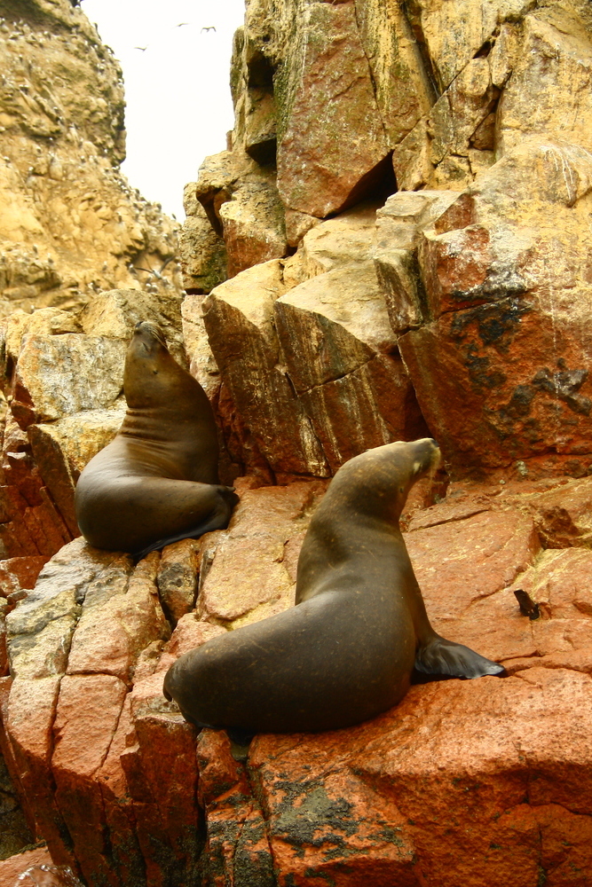 On peut apercevoir de nombreux animaux marins aux îles Ballestas.