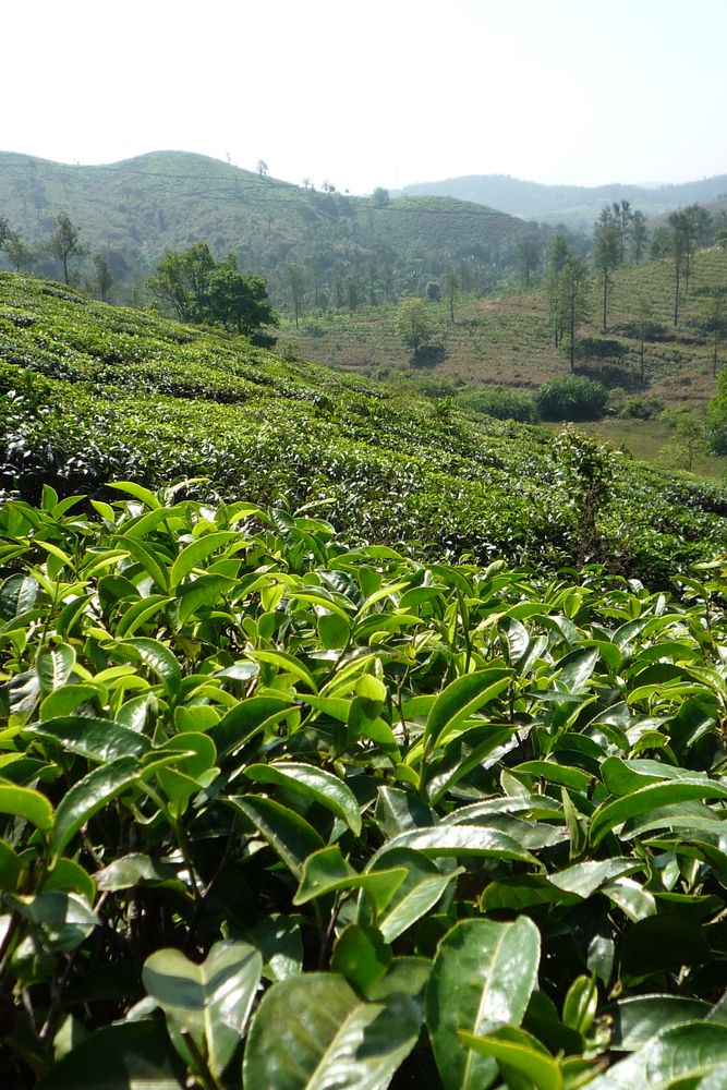 Plantation de thé à Wayanad, Kérala.