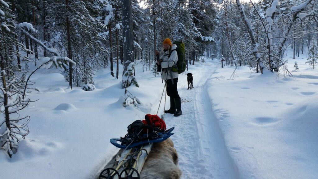 Expédition en Laponie avec skis, raquettes et pulka.