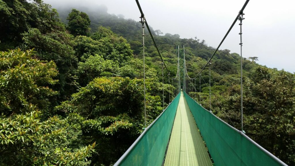 Des ponts suspendus permettent de se promener au-dessus de la canopée à Monteverde.